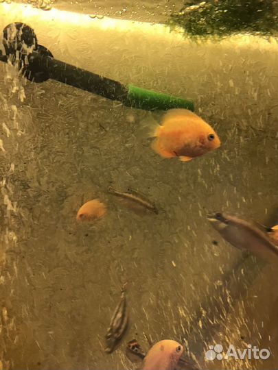 Северум красноточечный