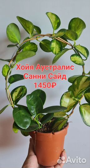 Комнатные цветы