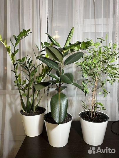 Высокие комнатные растения