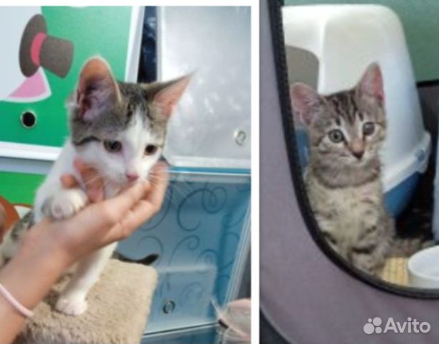 Котята девочки. 2 мес