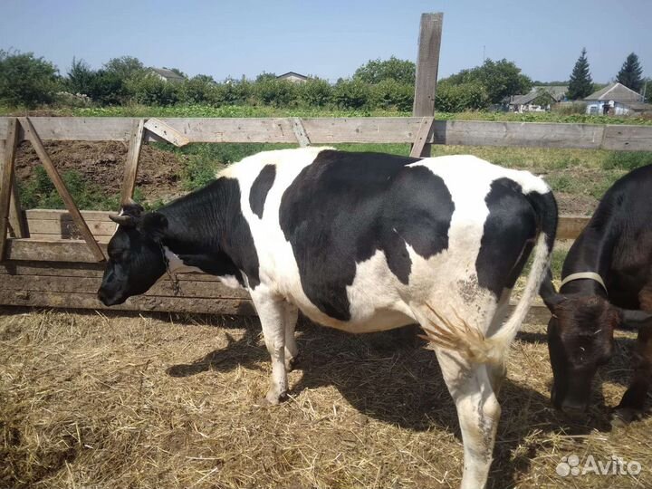 Корова молочная