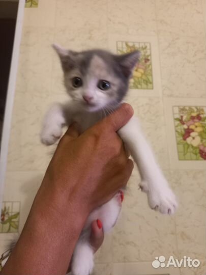 Котятки в добрые руки
