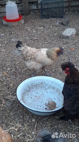 Куры несушки