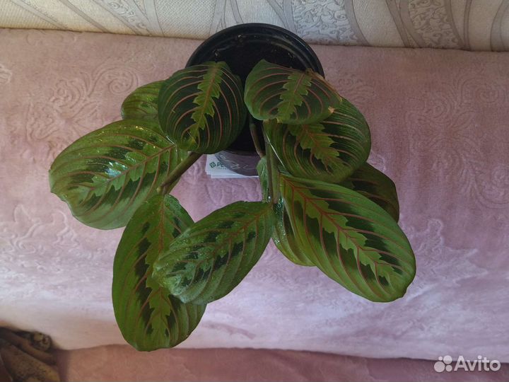 Маранта триколор