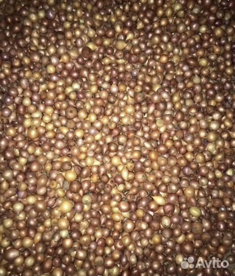 Лук для посадки