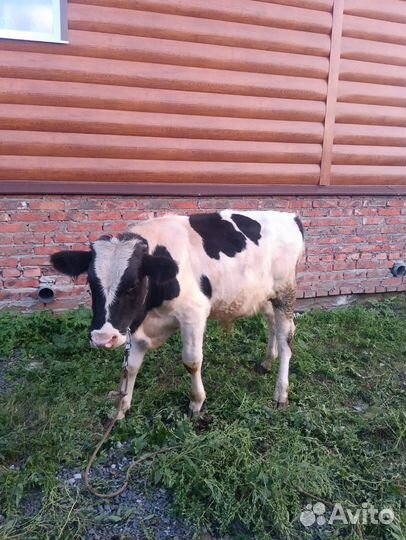 Телята бычки