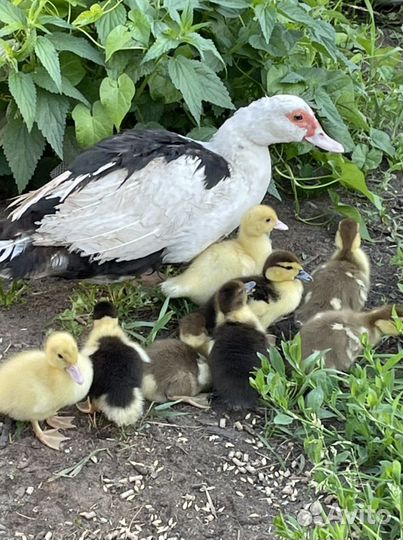 Индоутки, петушки, утятки