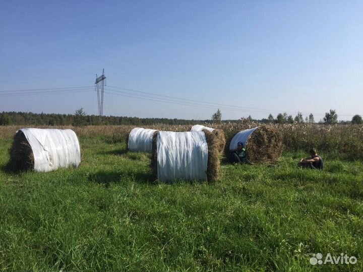 Сено сеяных трав, в тюках и рулонах