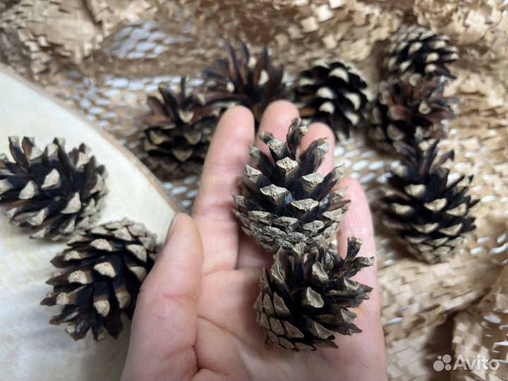 Шишки сосновые