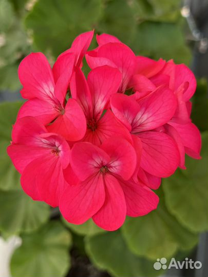 Пеларгония герань розебудная красная,белая,малин-я