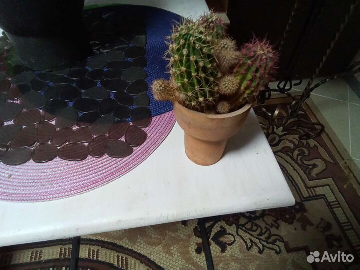 Кактусы и суккуленты