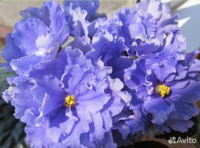 Детки и укорененные листики сортовых фиалок