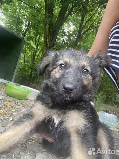 Щенок в добрые руки бесплатно