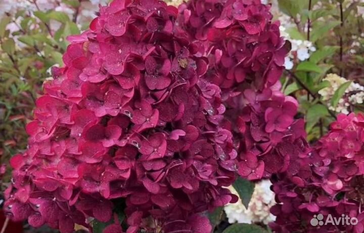 Гортензия метельчатая 