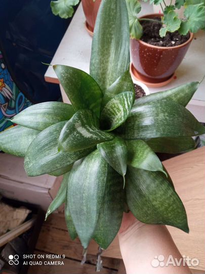 Сансевиерия ханни