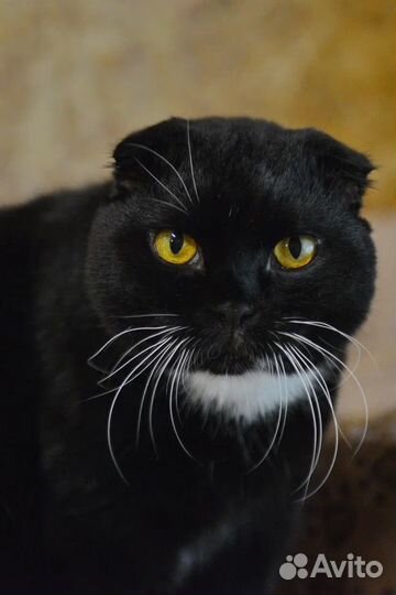 Тая, кошка, скоттишфолд