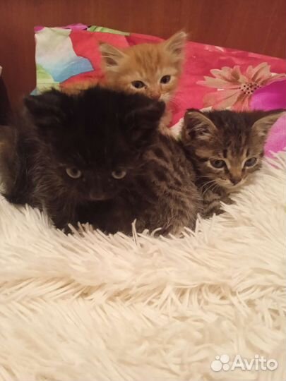 Найдены котята