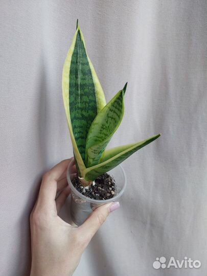 Сансевиерии сортовые
