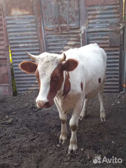 Телки стельные