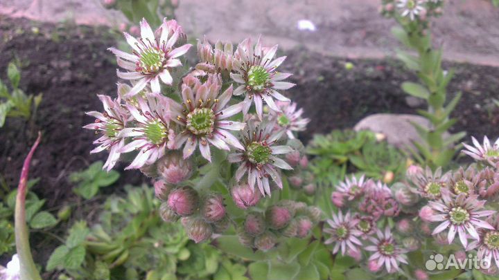 Многолетники для дачи