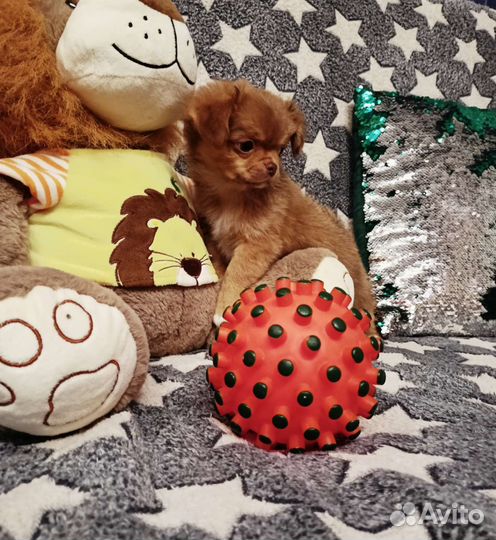 Мини мальчик