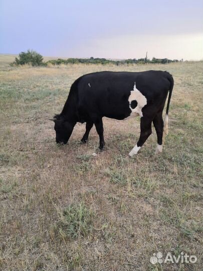 Коровы, тёлки