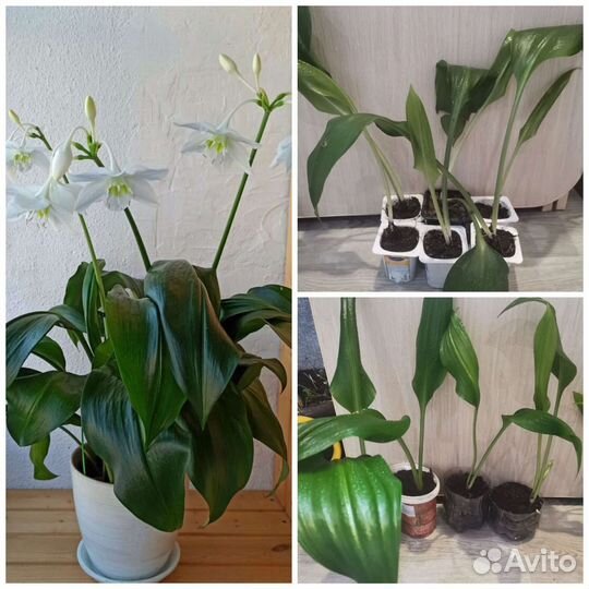 Эухарис амазонская лилия
