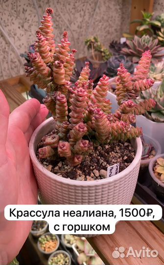 Суккуленты