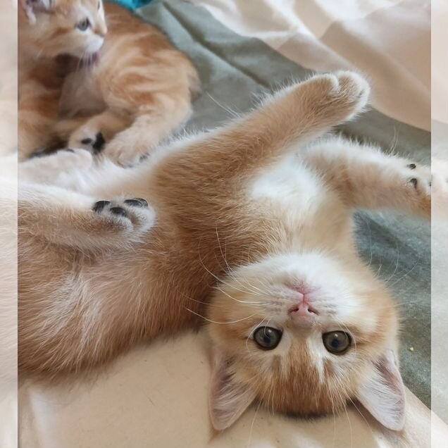 Шотландский прямоухий короткошёрстный котёнок