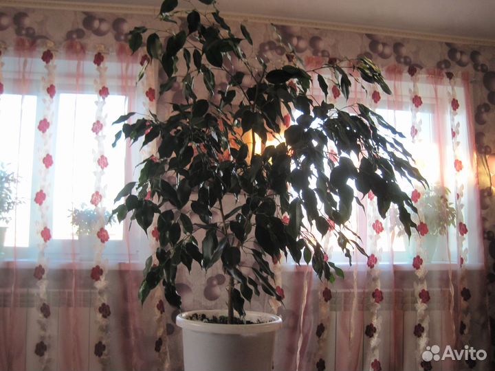 Фикус бенджамина