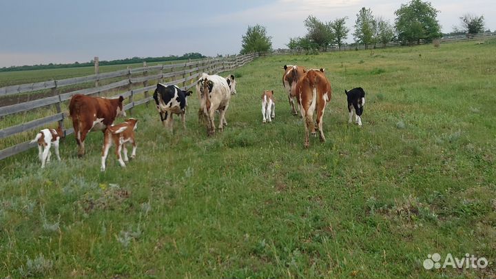 8 Коровы с телятами. Подсос