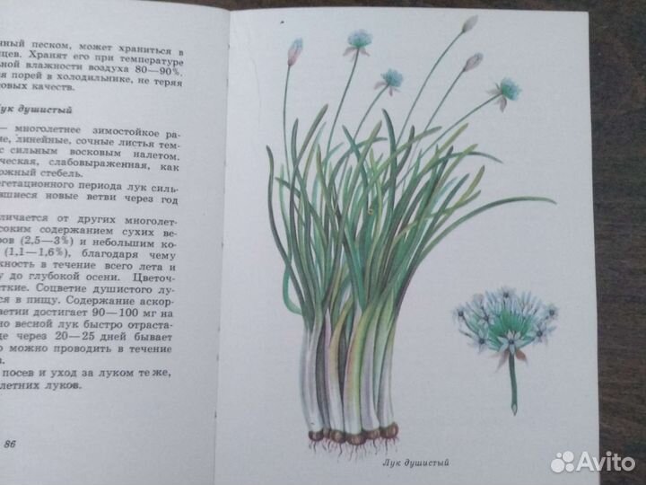 Зеленные и пряные овощные культуры юи Муханова