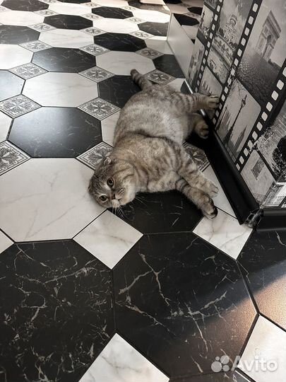 Шотландская вислоухая кошка бесплатно