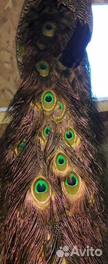 Перья павлина