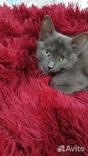 Домашние животные котята