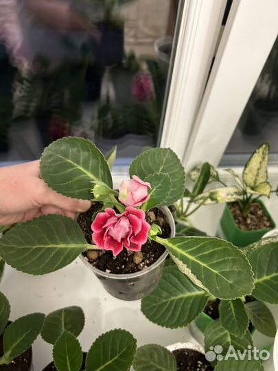 Глоксиния махровая