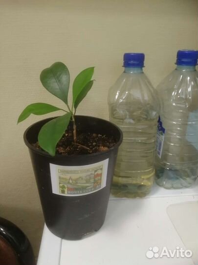 Фикус бенджамина