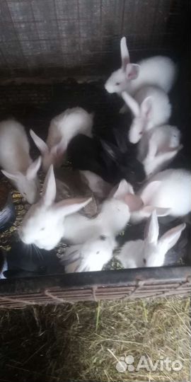 Продам кроликов. Разного возраста Продам оптом