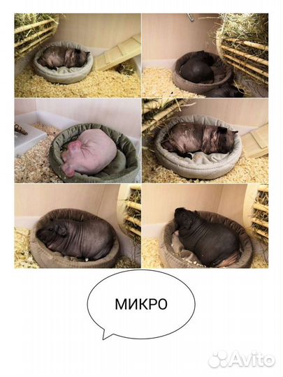 Лежанка для собак, кошек,морских свинок, грызунов