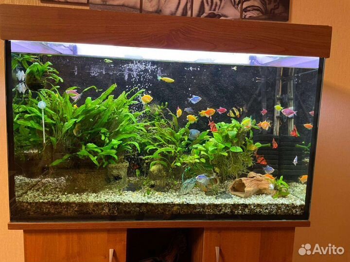 Аквариум
