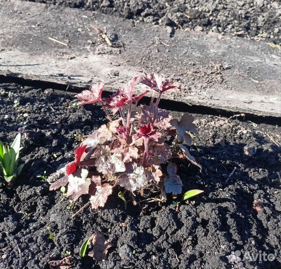 Растения гейхера