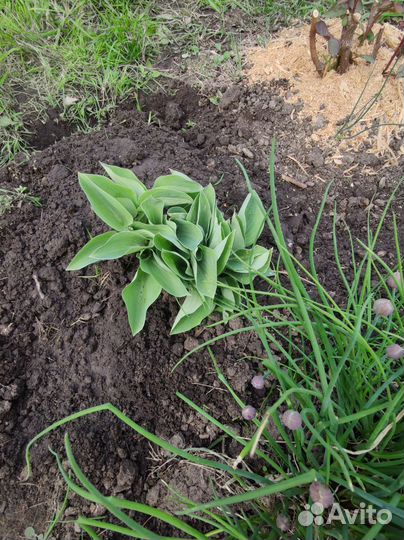 Хоста, белая фиалка, декоративный лук, ирисы