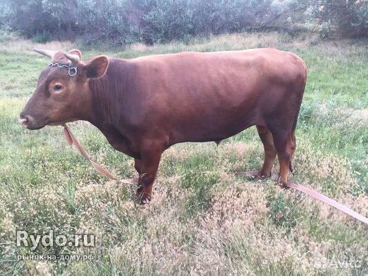 Быки на мясо