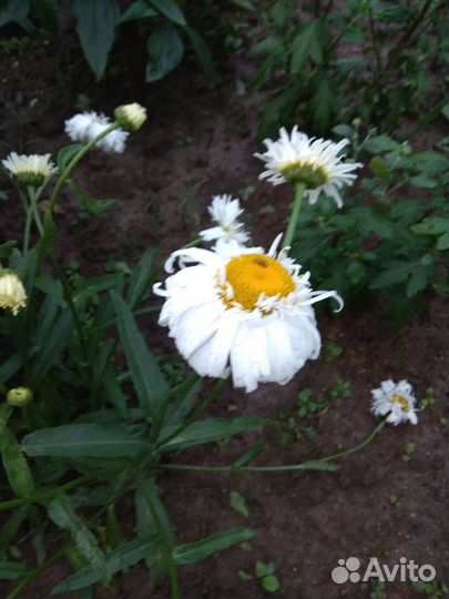 Ромашка махровая крупная белая
