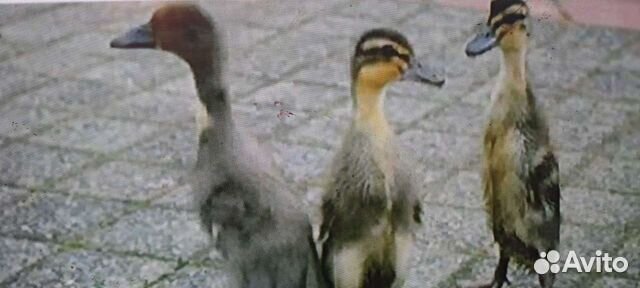 Утята индийский бегунок