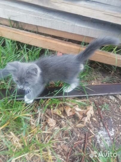 Отдам котят от кошки мышеловки