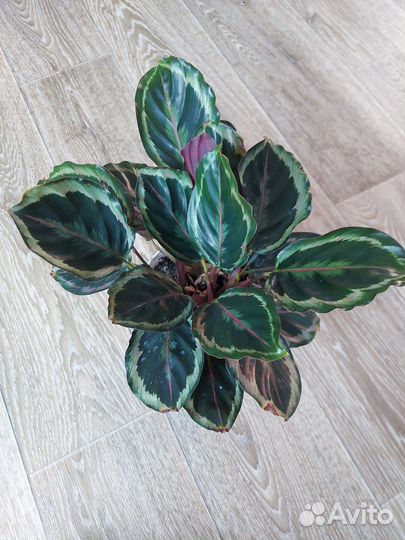 Калатея медальон, маранта leuconeura massangeana