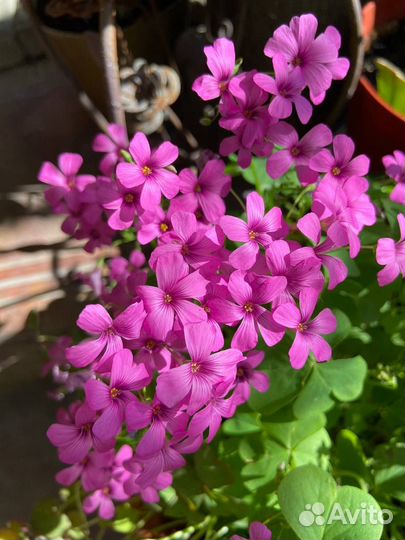 Кислица оксалис