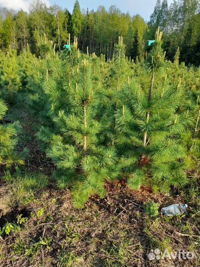 Саженцы на Лесовосстановление