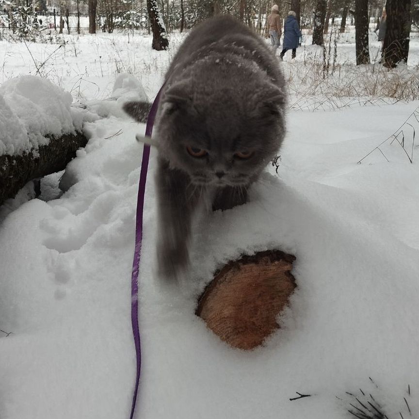 Шотландская вислоухая кошка